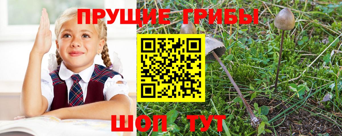 Вязники  сколько стоит  Вход с VPN  Галлюциногенные грибы Cubensis 